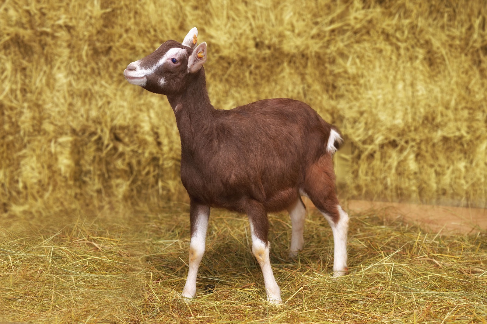 Расширяем линейку козьих сыров «Углече поле» 